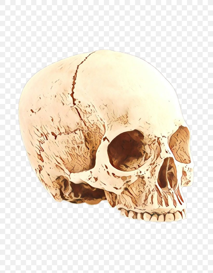 Skull Cartoon, PNG, 700x1050px, Skull, Bone, Ear, Head, Jaw Download Free