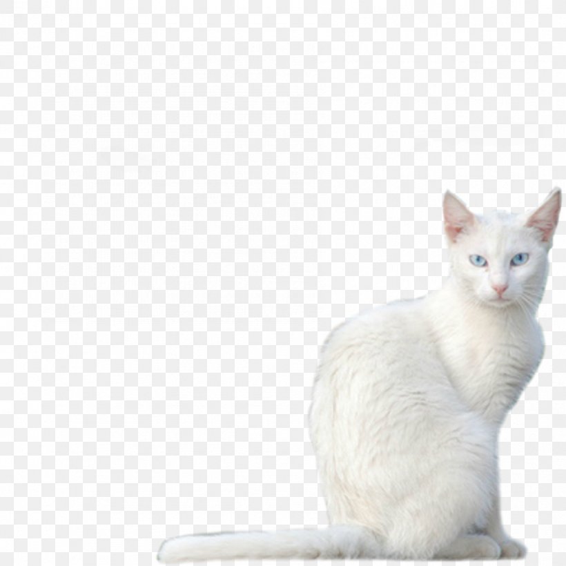 Balinese Cat Javanese Cat Burmilla Devon Rex Khao Manee, PNG, 894x894px, Balinese Cat, Aegean Cat, American Wirehair, Asian, Balinese Download Free