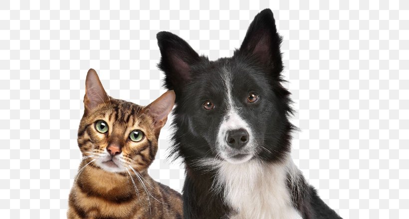 Dog–cat Relationship Dog–cat Relationship Pet Microchip Implant, PNG, 582x440px, Dog, Cat, Cat Like Mammal, Cat Meat, Companion Dog Download Free