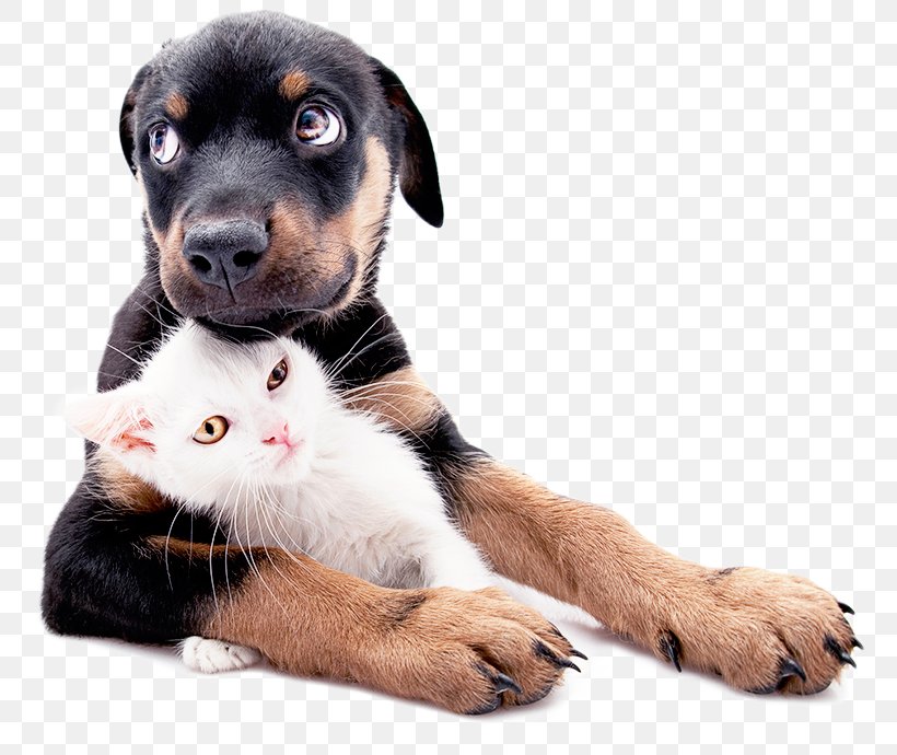 Puppy Kitten Pet Labrador Retriever Veterinarian, PNG, 765x690px, Puppy, Affordable Animal Hospital, Carnivoran, Cat, Cat Litter Trays Download Free