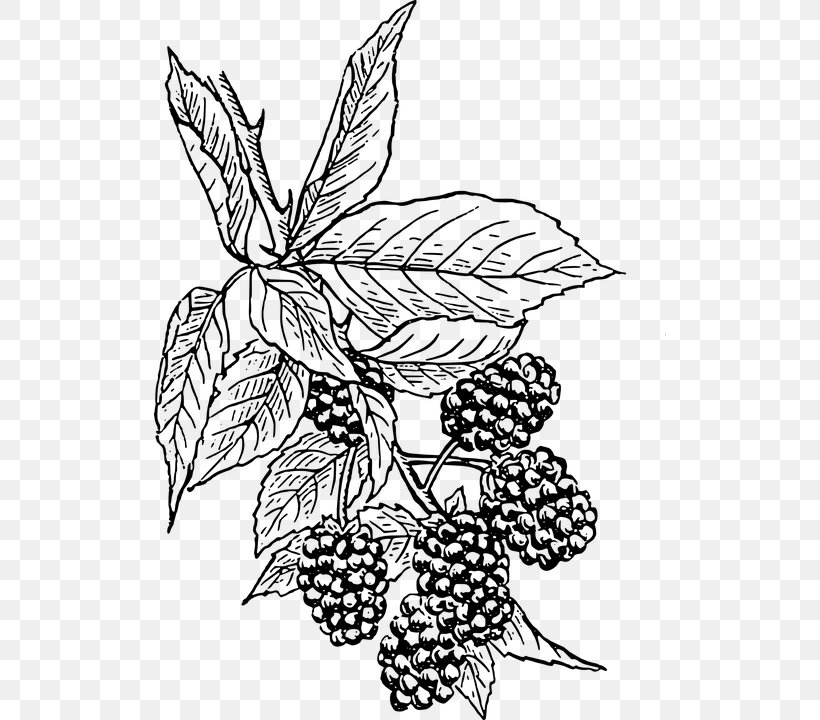 BlackBerry KEY2 BlackBerry Torch Clip Art, PNG, 512x720px, Blackberry Key2, Art, Artwork, Black And White, Blackberry Download Free