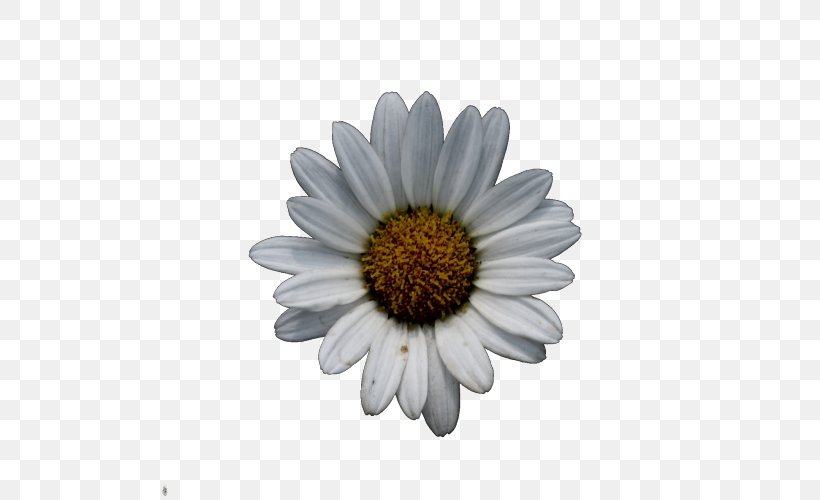 Common Daisy Oxeye Daisy Chrysanthemum Wildflower Argyranthemum Frutescens, PNG, 500x500px, Common Daisy, Argyranthemum Frutescens, Aster, Cardamine, Chrysanthemum Download Free