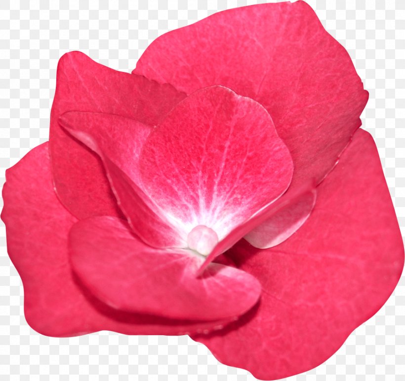 Garden Roses Petal Close-up, PNG, 899x848px, Garden Roses, Closeup, Flower, Flowering Plant, Garden Download Free