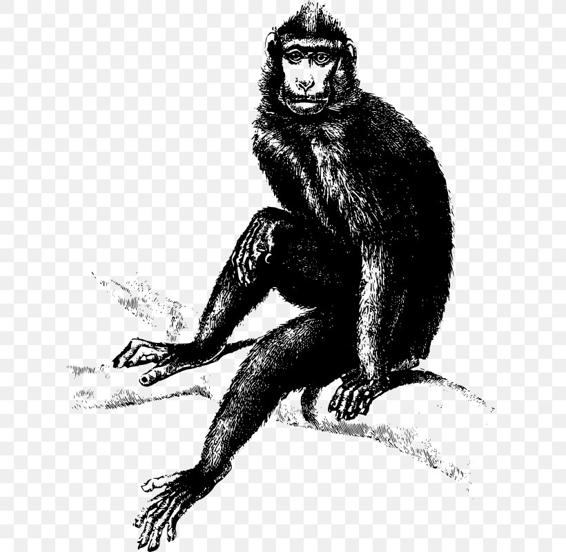 Gorilla The Evil Monkey Homo Sapiens Primate, PNG, 627x800px, Gorilla, Baboons, Black And White, Blackandwhite Colobuses, Cercopithecidae Download Free