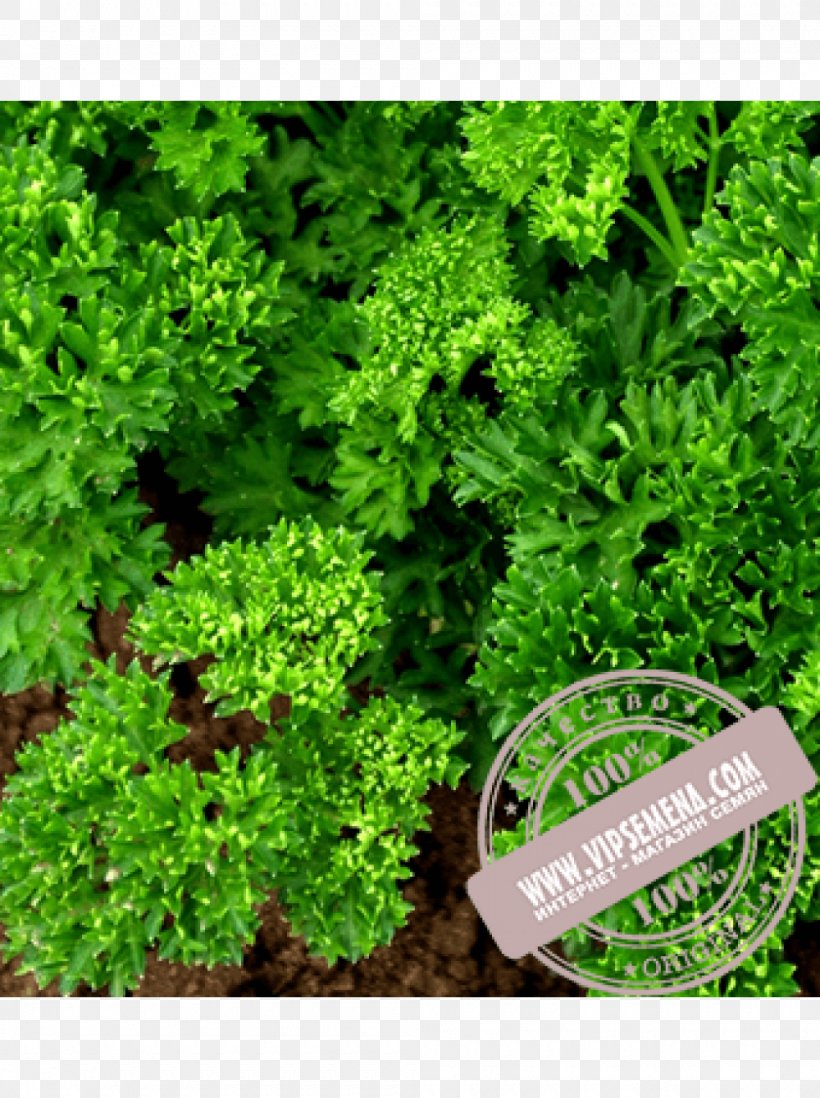 Parsley Seed Cultivar Herb Sowing, PNG, 1000x1340px, Parsley, Crop Yield, Cultivar, Dill, Evergreen Download Free