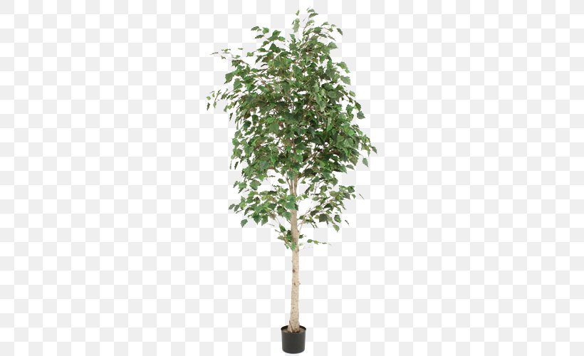Weeping Fig Paper Birch Flowerpot Houseplant Tree, PNG, 500x500px, Weeping Fig, Birch, Branch, Fig Trees, Flowering Plant Download Free