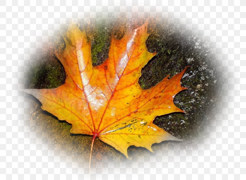 YouTube Desktop Wallpaper Autumn Angel Tears, PNG, 800x600px, Youtube, Aspect Ratio, Autumn, Highdefinition Television, Leaf Download Free