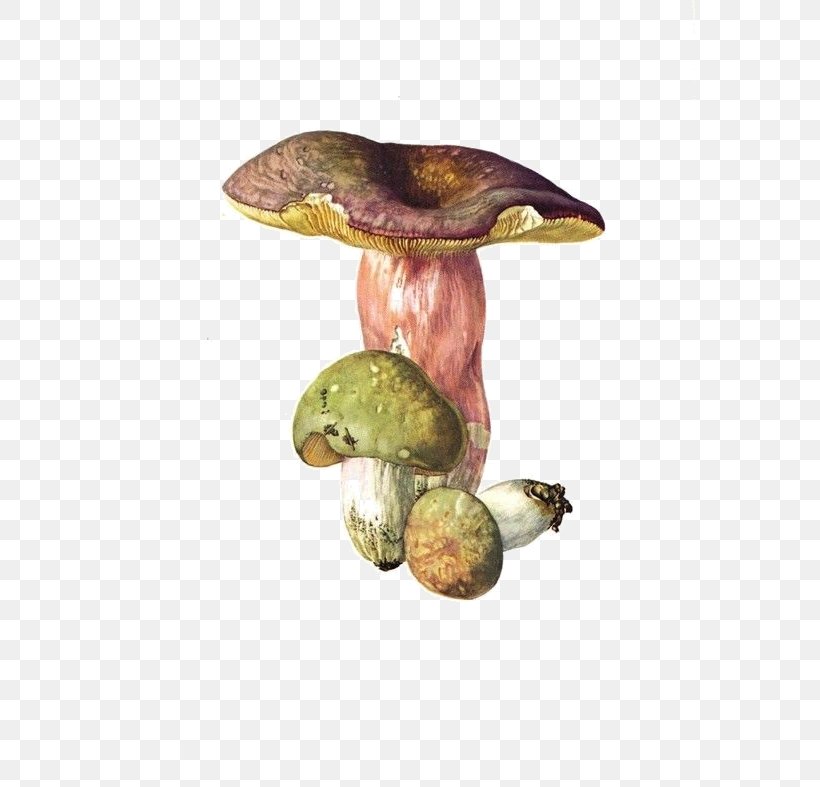 Edible Mushroom Russula Virescens Russula Vesca Russula Ochroleuca Russula Cyanoxantha, PNG, 570x787px, Edible Mushroom, Botany, Dotted Stem Bolete, Fungus, Ingredient Download Free