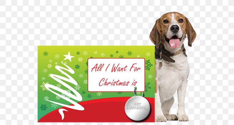 Pet Sitting Puppy Dachshund Cat Bark, PNG, 600x438px, Pet Sitting, Advertising, Bark, Beagle, Carnivoran Download Free