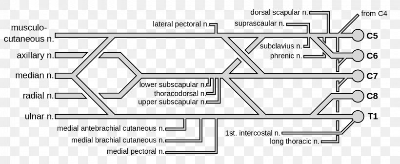 The Brachial Plexus Brachial Artery Nerve, PNG, 1599x656px, Watercolor, Cartoon, Flower, Frame, Heart Download Free