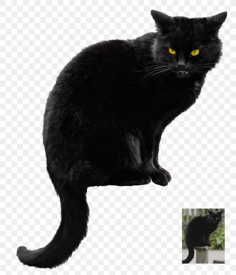 Black Cat Kitten Clip Art, PNG, 1024x1192px, Cat, Ashera, Asian, Black, Black Cat Download Free