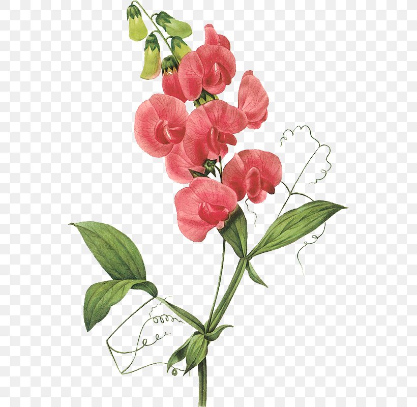 Broad-leaved Sweet Pea Flower Clip Art, PNG, 552x800px, Sweet Pea, Birth Flower, Branch, Common Daisy, Cut Flowers Download Free