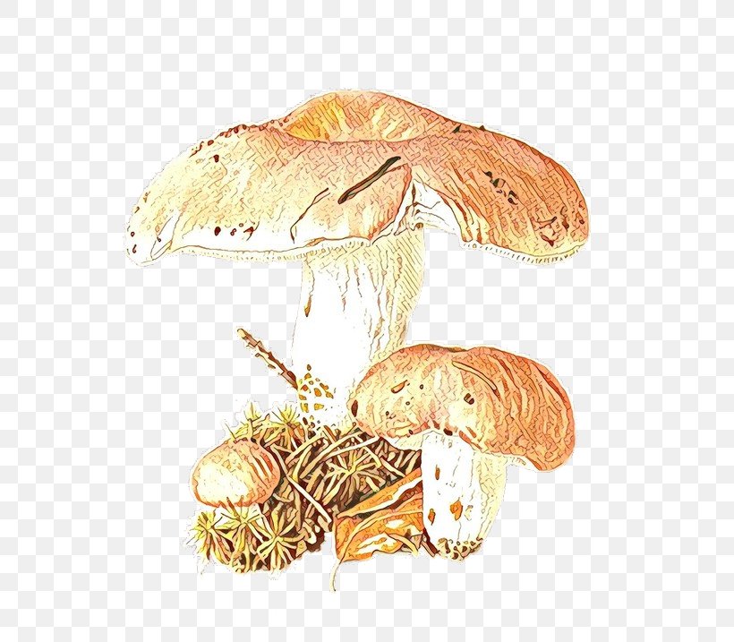 Edible Mushroom Botanical Illustration Fungus Agaricaceae, PNG, 564x717px, Edible Mushroom, Agaric, Agaricaceae, Agaricomycetes, Agaricus Download Free