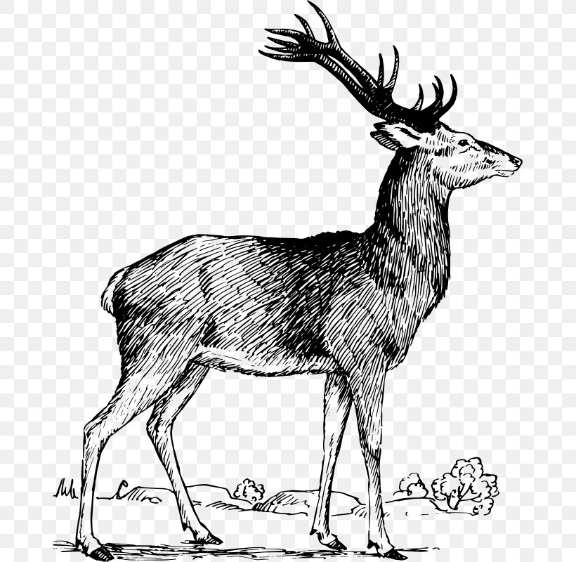 Elk Red Deer Moose Antler, PNG, 669x800px, Elk, Animal, Antelope, Antler, Black And White Download Free
