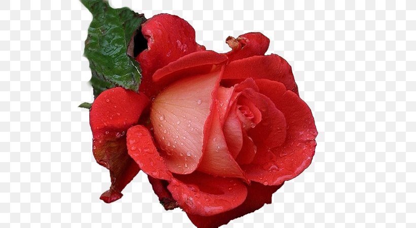 Garden Roses Flower Rainbow Rose, PNG, 600x450px, Garden Roses, Blume, Bud, China Rose, Color Download Free
