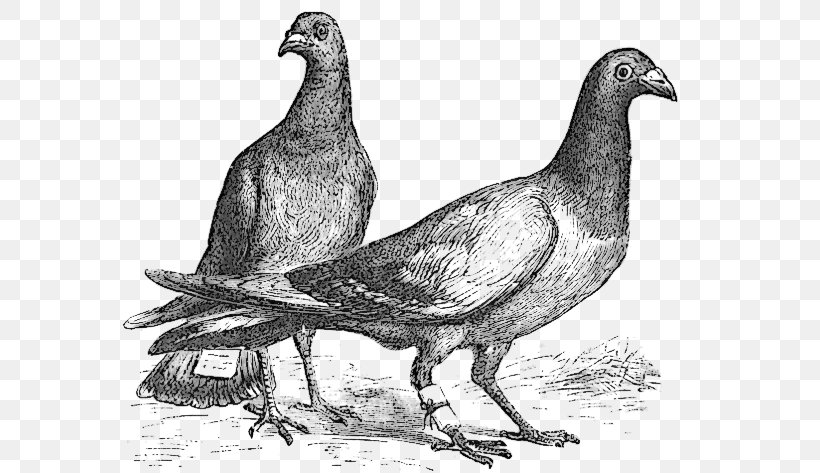 Homing Pigeon Fantail Pigeon Bird Columbidae Indian Fantail, PNG, 600x473px, Homing Pigeon, Beak, Bird, Bird Flight, Black And White Download Free