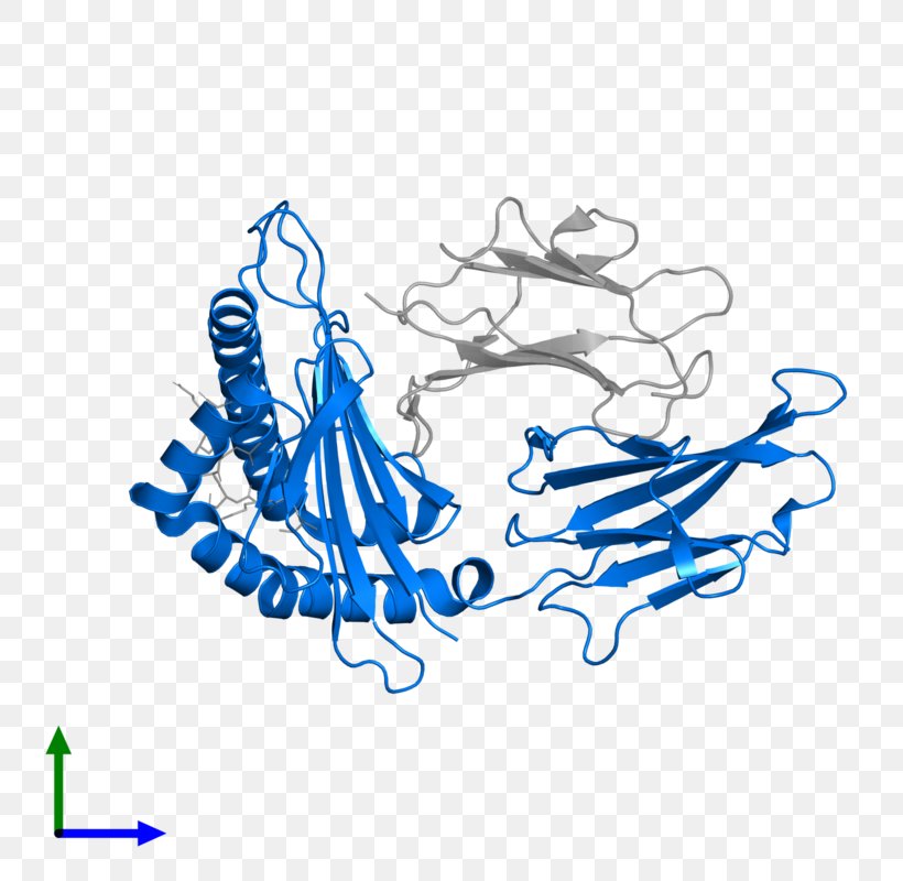 Human Leukocyte Antigen HLA-B Peptide Protein Structure Gene, PNG, 800x800px, Watercolor, Cartoon, Flower, Frame, Heart Download Free