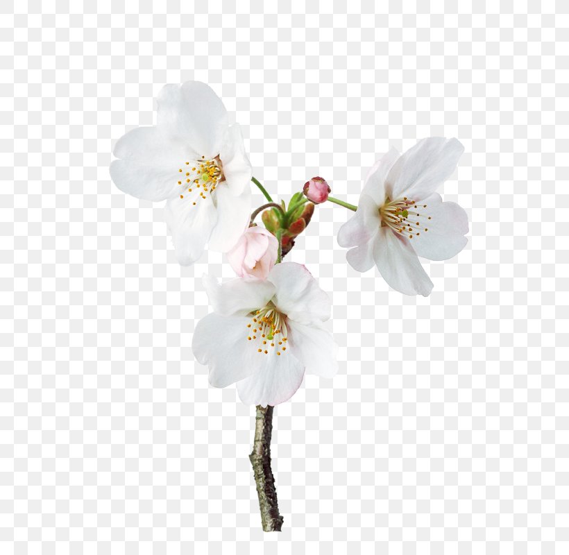 Petal Flower Floral Design, PNG, 568x800px, Petal, Artificial Flower, Blossom, Branch, Cerasus Download Free