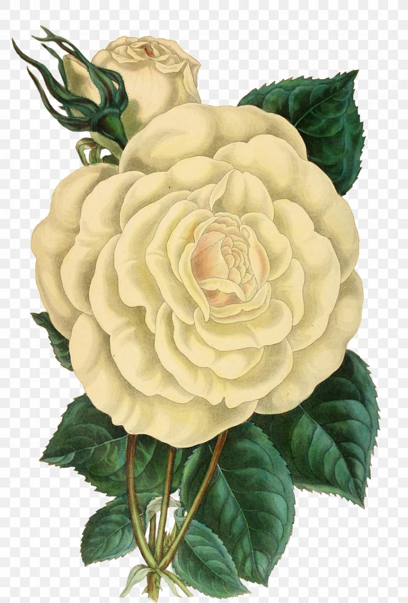 Rose, PNG, 866x1280px, Rose, Cut Flowers, Floral Design, Flower, Flowering Plant Download Free