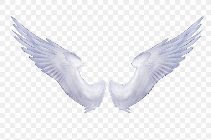 Angel Wings Clip Art Image Transparency, PNG, 7500x5000px, Angel Wings, Angel, Beak, Bird, Drawing Download Free