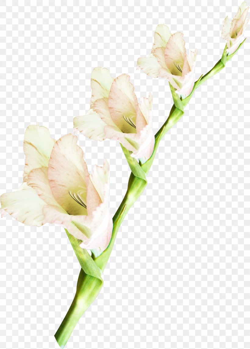 Cut Flowers Plant Floral Design, PNG, 2045x2852px, Flower, Alstroemeriaceae, Bud, Creativity, Cut Flowers Download Free