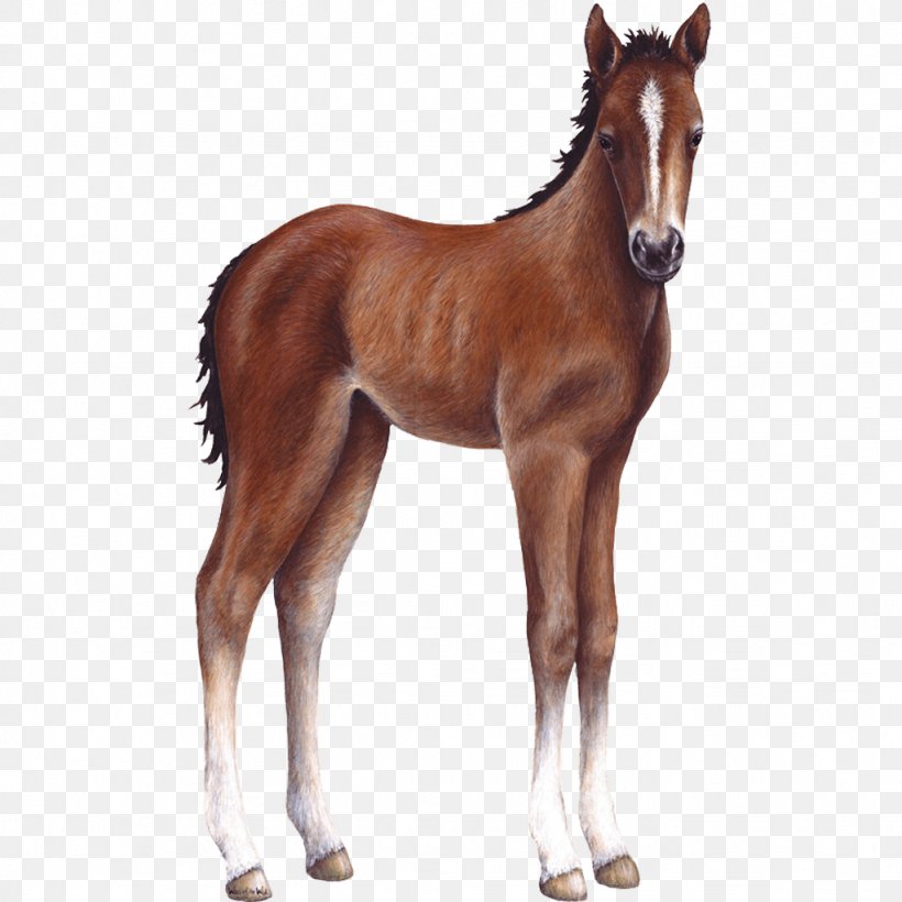 Foal Horse Wall Decal Sticker, PNG, 1024x1024px, Foal, Animal Figure, Colt, Decal, Decorative Arts Download Free