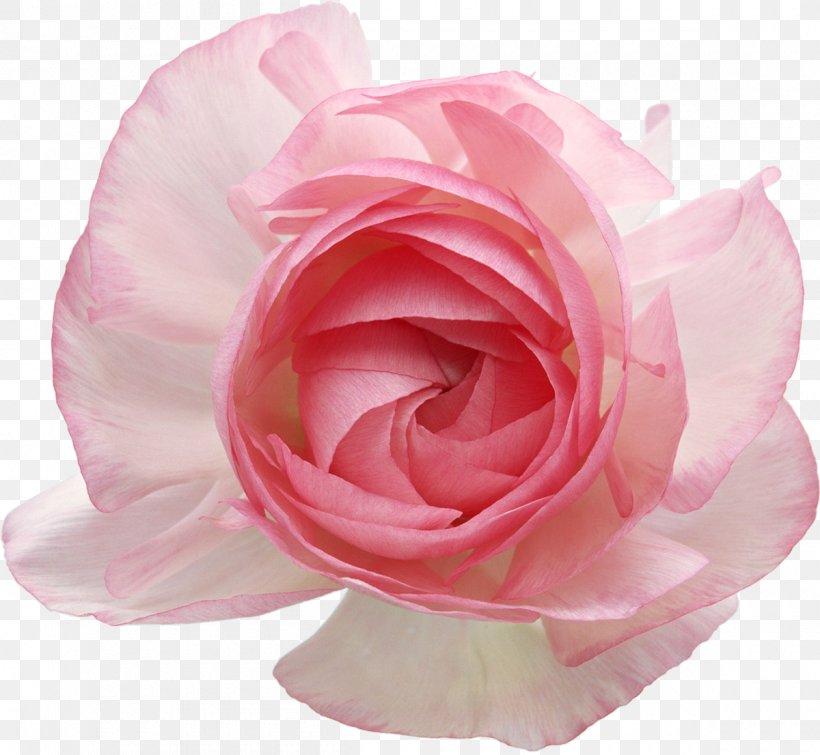 Still Life: Pink Roses Garden Roses Clip Art, PNG, 1200x1106px, Still Life Pink Roses, Artificial Flower, Cut Flowers, Floribunda, Flower Download Free