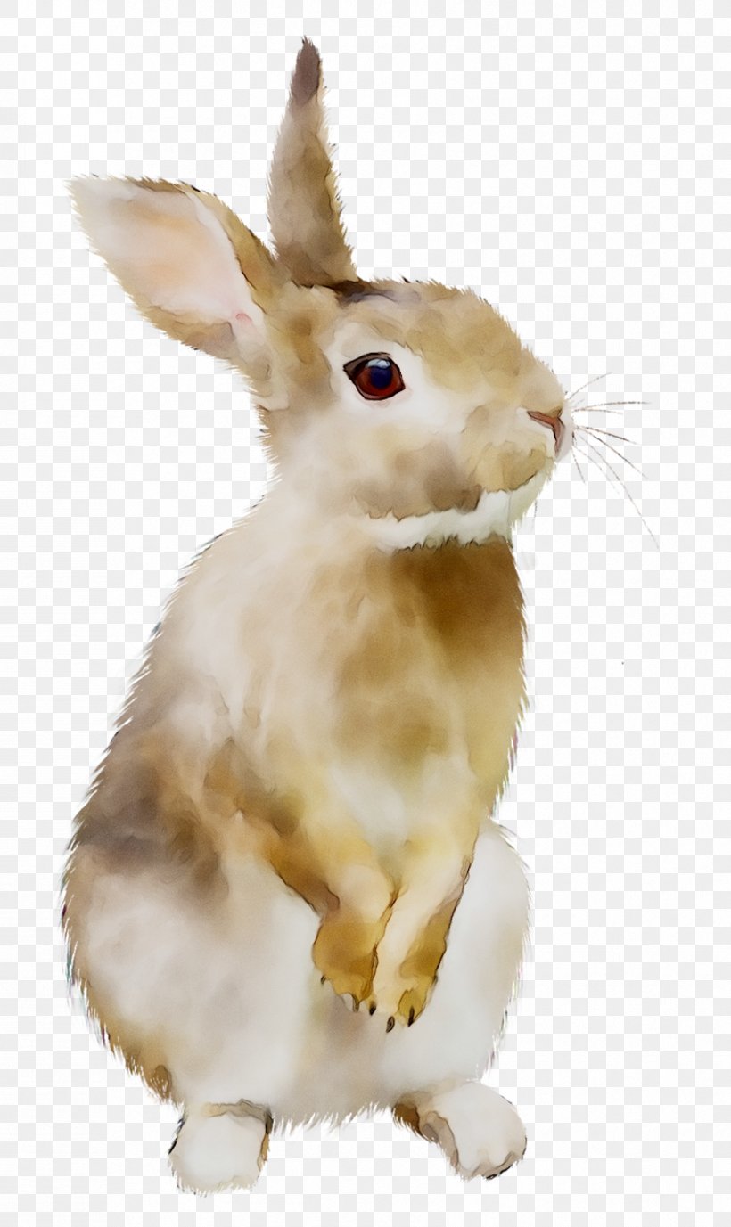 The Tale Of Peter Rabbit Image Domestic Rabbit Hare, PNG, 853x1433px, Tale Of Peter Rabbit, Animal, Animal Figure, Color, Domestic Rabbit Download Free