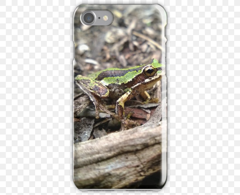 Toad True Frog Tree Frog, PNG, 500x667px, Toad, Amphibian, Fauna, Frog, Ranidae Download Free