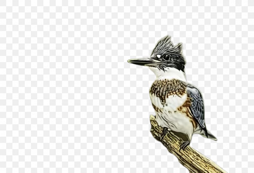Bird Belted Kingfisher Beak Perching Bird Laughing Kookaburra, PNG, 2000x1360px, Watercolor, Beak, Belted Kingfisher, Bird, Laughing Kookaburra Download Free