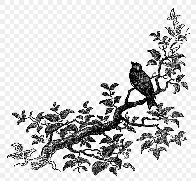 Bird Drawing Clip Art, PNG, 1600x1473px, Bird, Art, Beak, Black And White, Branch Download Free