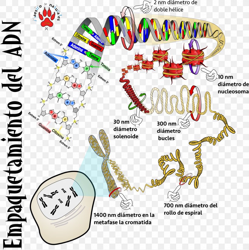 DNA RNA CmapTools Monocaténaire Phosphodiester Bond, PNG, 1905x1908px, Dna, Area, Cmaptools, Diagram, Genome Download Free