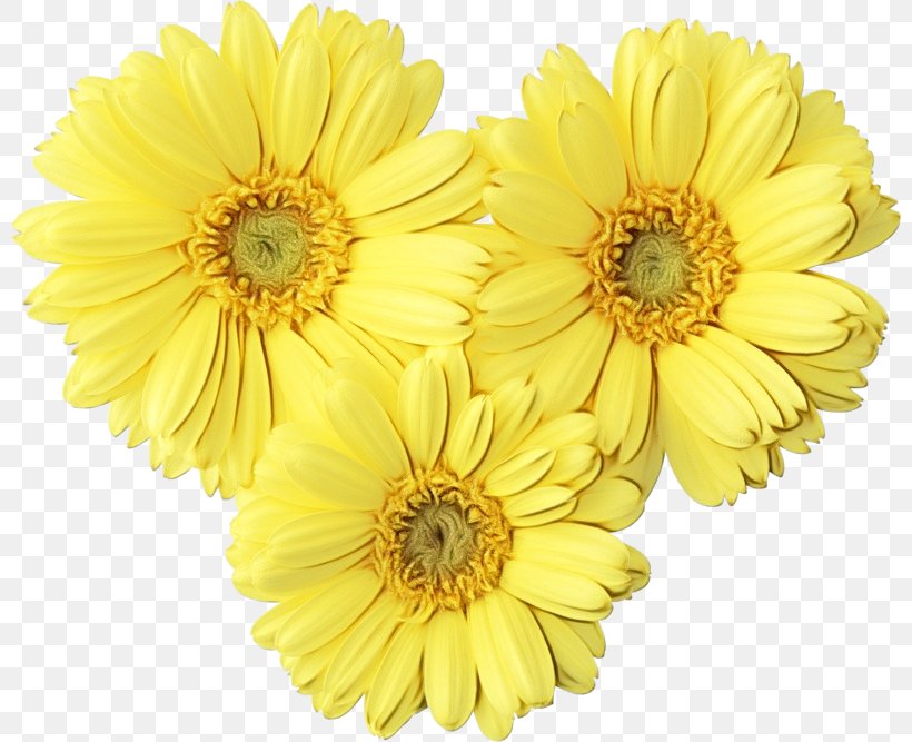 Flower Transvaal Daisy Floral Design Image Chrysanthemum, PNG, 800x667px, Flower, Annual Plant, Art, Artificial Flower, Asterales Download Free
