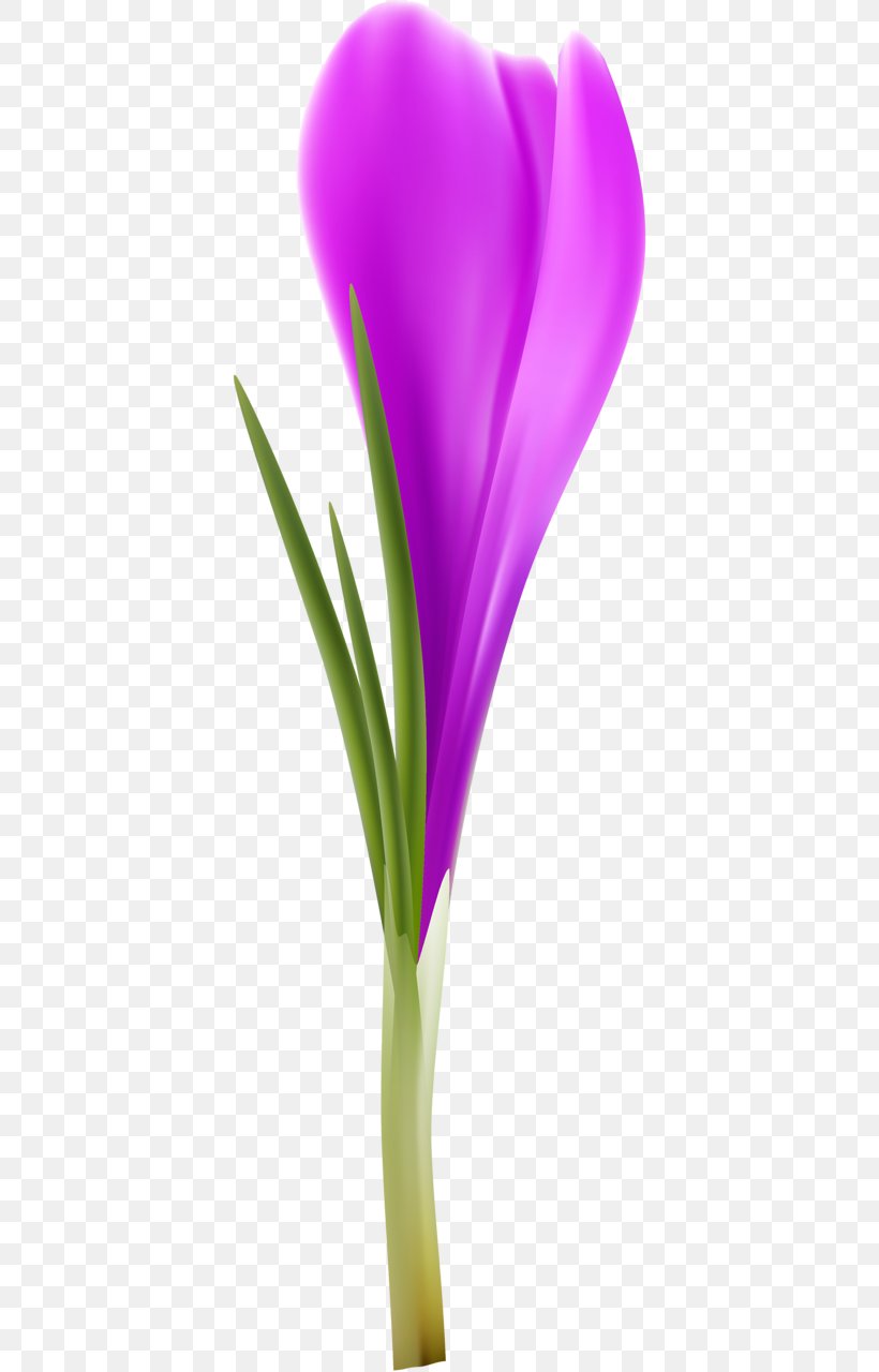 Close-up Plant Stem, PNG, 386x1280px, Closeup, Close Up, Flower, Flowering Plant, Lilac Download Free