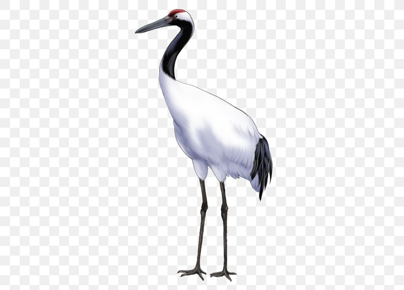 Crane Bird Download Icon, PNG, 600x590px, Crane, Advanced Systems Format, Beak, Bird, Ciconiiformes Download Free