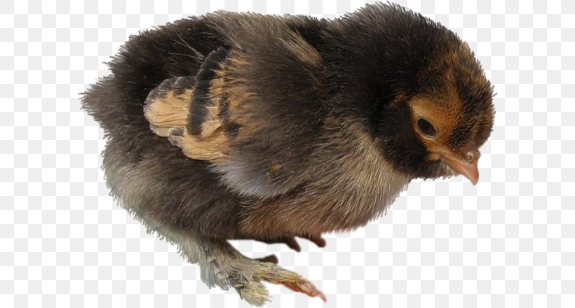 Fauna Beak Chicken As Food, PNG, 600x440px, Fauna, Beak, Bird, Chicken, Chicken As Food Download Free