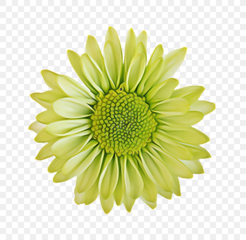 Flowers Background, PNG, 800x800px, Common Daisy, Barberton Daisy, Chrysanthemum, Cut Flowers, Daisy Family Download Free