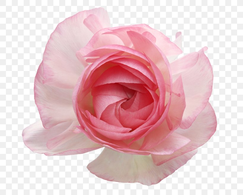 Garden Roses Cabbage Rose Cut Flowers Pink, PNG, 700x659px, Garden Roses, Artificial Flower, Beach Rose, Cabbage Rose, Cut Flowers Download Free