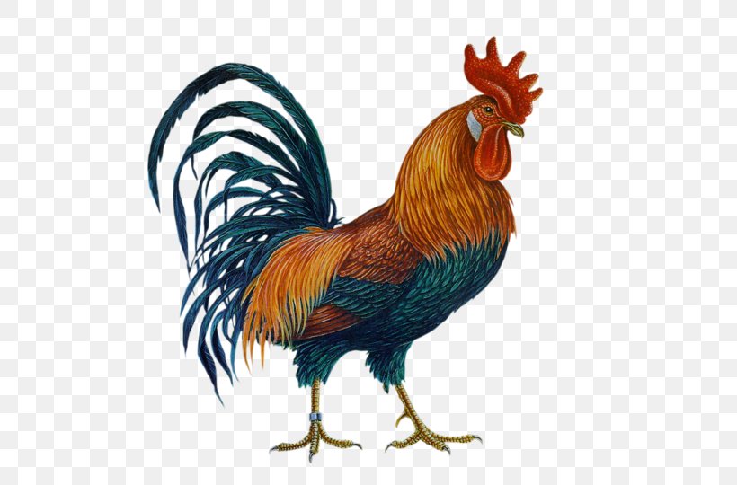 Rhode Island Red Brahma Chicken Plymouth Rock Chicken Rooster, PNG ...