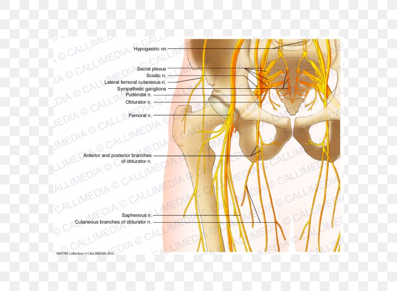 Shoulder Hip Femoral Nerve Anatomy, PNG, 600x600px, Watercolor, Cartoon, Flower, Frame, Heart Download Free
