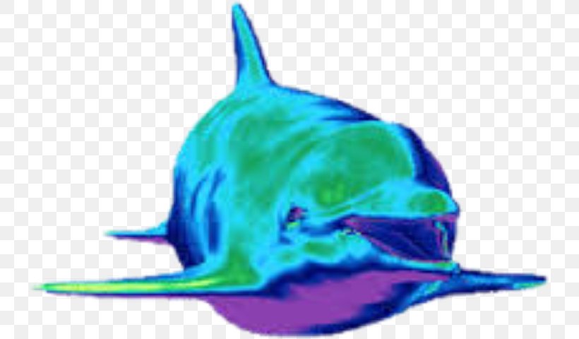 Animation Dolphin Giphy Android, PNG, 736x480px, Animation, Android, Blowhole, Blue, Cartilaginous Fish Download Free