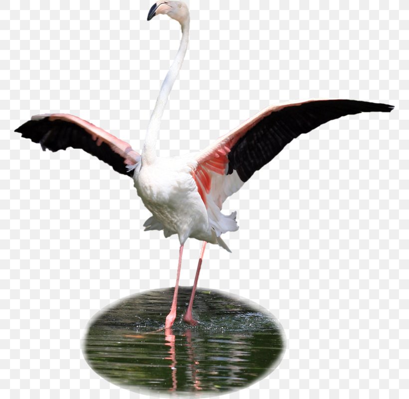 Bird White Stork Flamingos Clip Art, PNG, 764x800px, Bird, Animal, Ardea, Beak, Blog Download Free