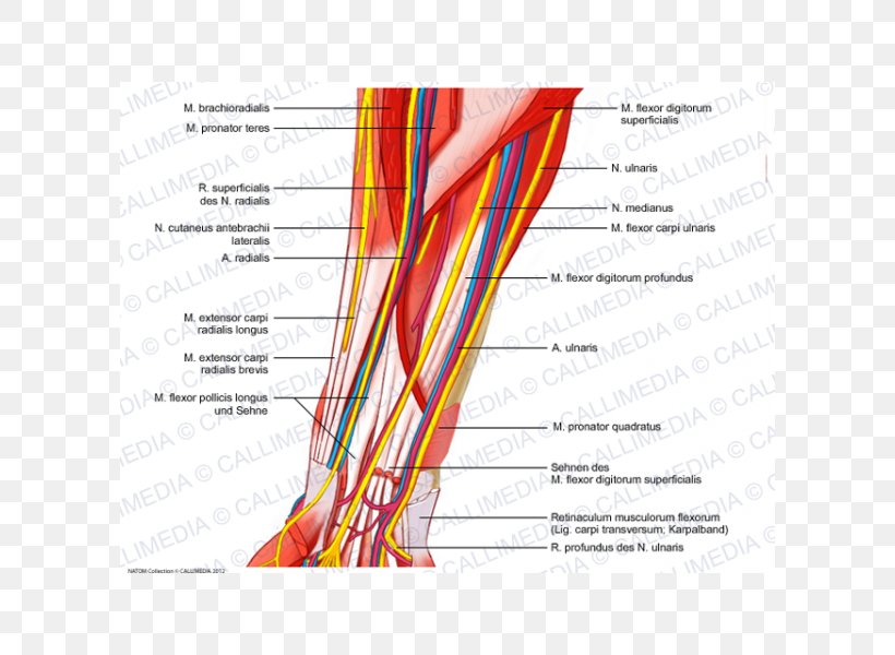 Anterior Compartment Of The Forearm Blood Vessel Nerve Muscle, PNG, 600x600px, Watercolor, Cartoon, Flower, Frame, Heart Download Free