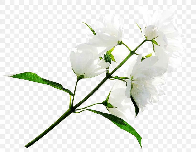 Flower Flowering Plant Plant White Branch, PNG, 1451x1125px, Flower, Branch, Cut Flowers, Flowering Plant, Pedicel Download Free
