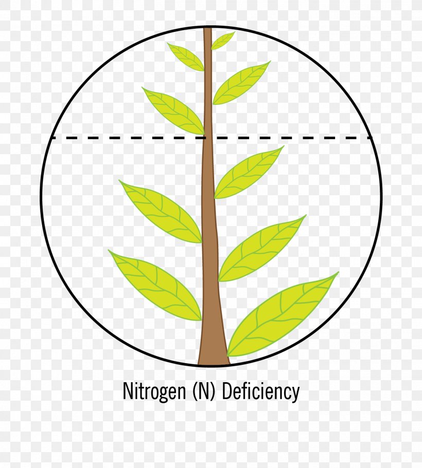 Nutrient Crop Nitrogen Deficiency Calcium Deficiency, PNG, 1350x1500px, Nutrient, Area, Artwork, Calcium Deficiency, Crop Download Free