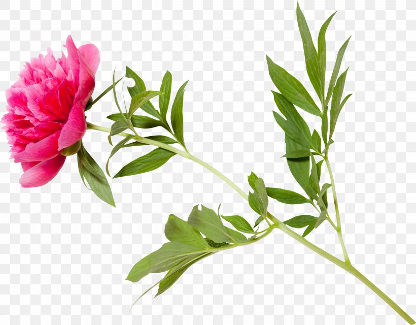 Peony Leaf Plant Stem Cut Flowers, PNG, 4258x3326px, Peony, Branch, Bud, Cut Flowers, Digital Image Download Free