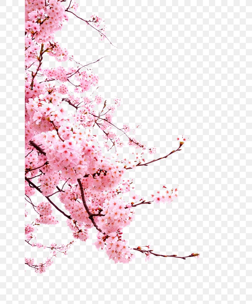Cherry Blossom Cerasus, PNG, 658x991px, Cherry Blossom, Blossom, Branch, Cherry, Floral Design Download Free