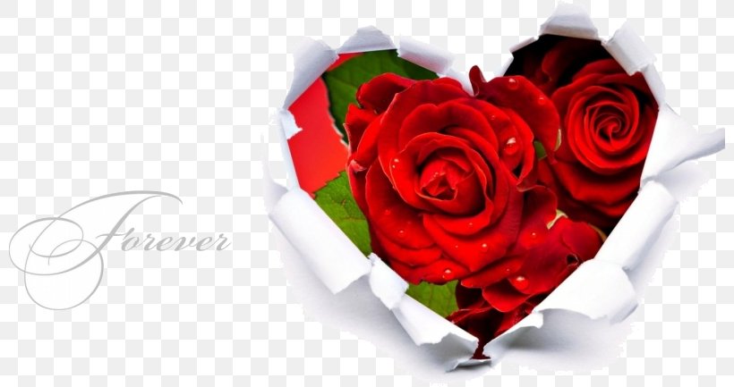 Heart Rose Love Valentine's Day Romance, PNG, 800x433px, Heart, Blood, Cut Flowers, Feeling, Floral Design Download Free