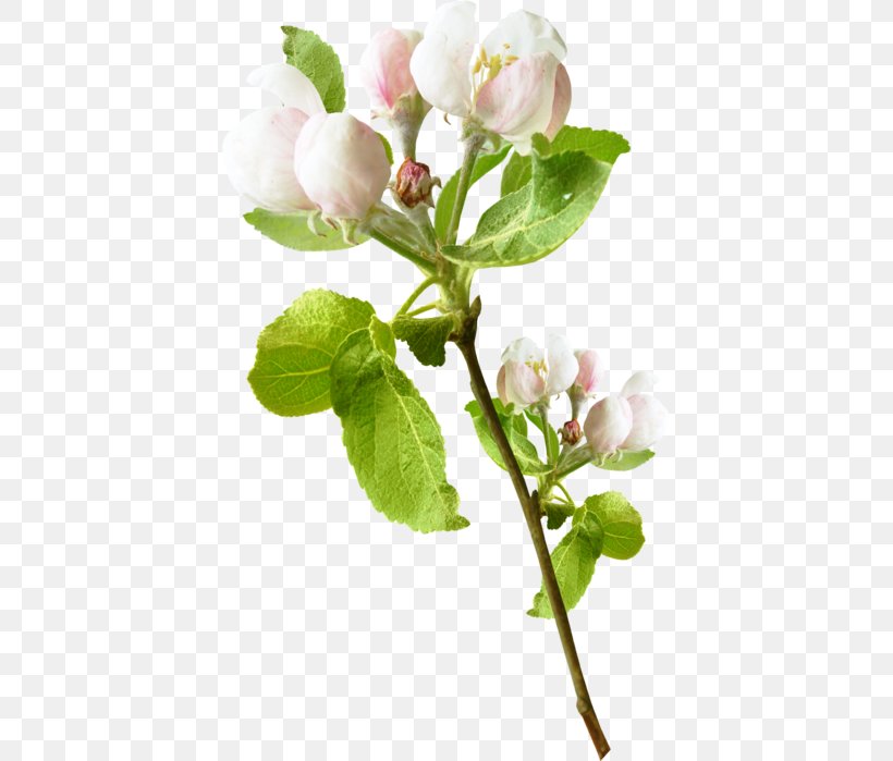 Flowering Plant Bud Twig, PNG, 411x699px, Blog, Blossom, Branch, Bud, Flower Download Free