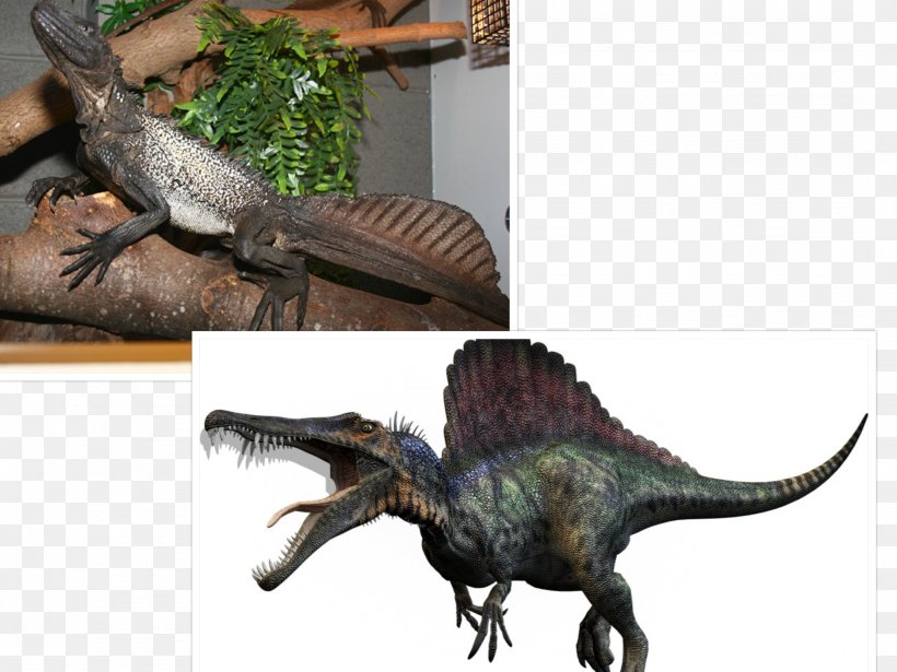 Spinosaurus Tyrannosaurus Giganotosaurus Carcharodontosaurus Carnivores: Dinosaur Hunter, PNG, 2048x1536px, Spinosaurus, Animatronics, Carcharodontosaurus, Carnivore, Carnivores Dinosaur Hunter Download Free